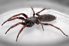 1200px-White tailed spider