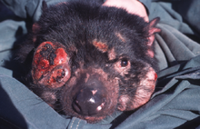 220px-Tasmanian Devil Facial Tumour Disease