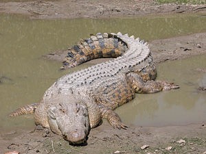 300px-SaltwaterCrocodile('Maximo')